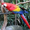Macaw in hotel lobby