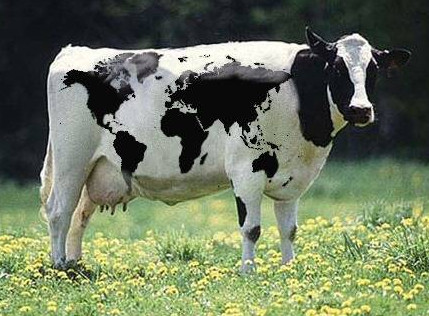 Map Cow