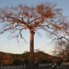 Ensenada tree at sunset